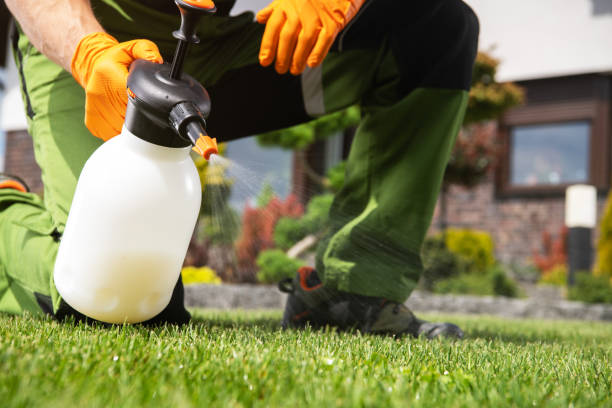 Best Bed Bug Extermination  in Ville Ptte, LA