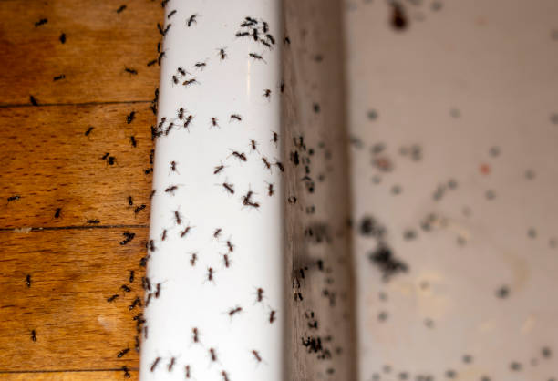 Best Commercial Pest Control Services  in Ville Ptte, LA