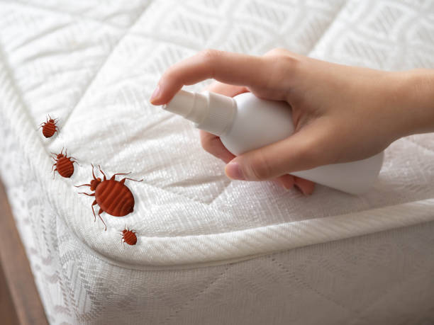 Best Wasp Removal Services  in Ville Ptte, LA