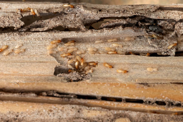 Best Ant Control Services  in Ville Ptte, LA