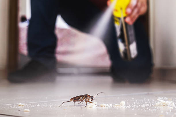 Pest Control Cost in Ville Platte, LA