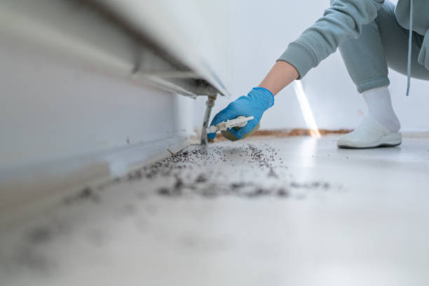 Best Insect Control  in Ville Ptte, LA